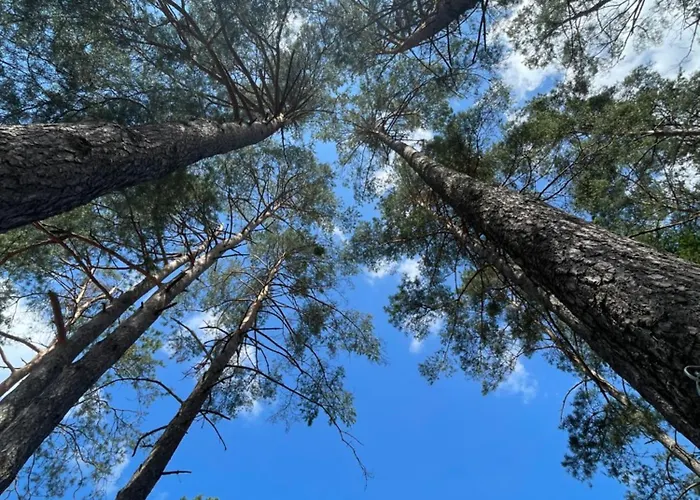 Lesne בית נופש